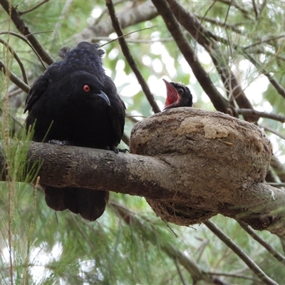 Corcorax melanorhamphos (White-winged Chough) at Greenway, ACT - 1 Jan 2025 by LineMarie