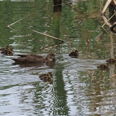 Anas superciliosa (Pacific Black Duck) at Fyshwick, ACT - 2 Jan 2025 by RodDeb