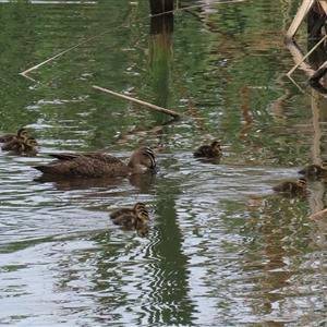 Anas superciliosa (Pacific Black Duck) at Fyshwick, ACT by RodDeb