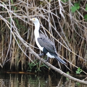 Phalacrocorax varius (Pied Cormorant) at Fyshwick, ACT by RodDeb