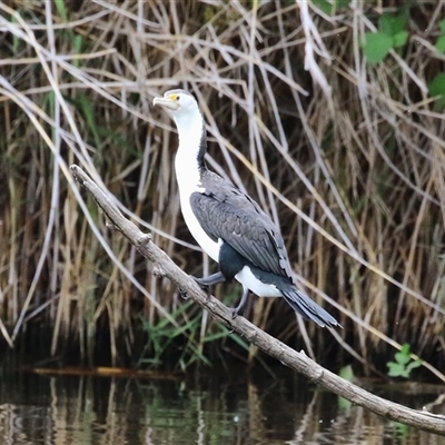 Phalacrocorax varius (Pied Cormorant) at Fyshwick, ACT - 2 Jan 2025 by RodDeb