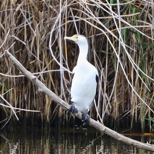 Phalacrocorax varius at Fyshwick, ACT - 2 Jan 2025