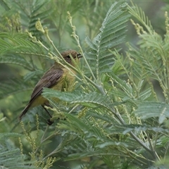 Acanthiza nana at Fyshwick, ACT - 2 Jan 2025 by RodDeb