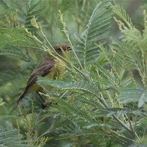 Acanthiza nana (Yellow Thornbill) at Fyshwick, ACT by RodDeb