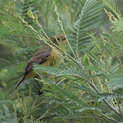 Acanthiza nana at Fyshwick, ACT - 2 Jan 2025