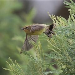 Acanthiza nana at Fyshwick, ACT - 2 Jan 2025