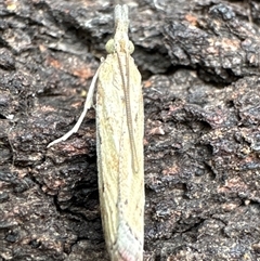 Faveria tritalis (Couchgrass Webworm) at Aranda, ACT - 2 Jan 2025 by Jubeyjubes