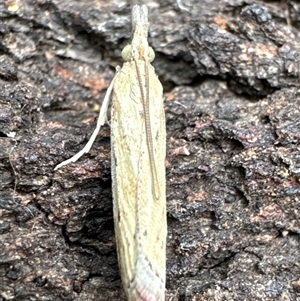 Faveria tritalis (Couchgrass Webworm) at Aranda, ACT by Jubeyjubes