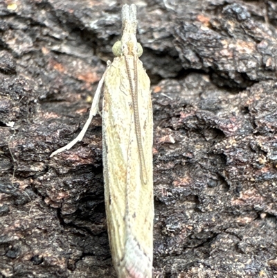 Faveria tritalis (Couchgrass Webworm) at Aranda, ACT - 3 Jan 2025 by Jubeyjubes