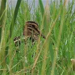 Gallinago hardwickii (Latham's Snipe) at Fyshwick, ACT - 2 Jan 2025 by RodDeb