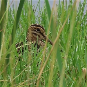 Gallinago hardwickii (Latham's Snipe) at Fyshwick, ACT by RodDeb