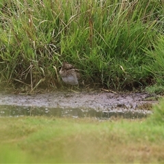 Gallinago hardwickii at Fyshwick, ACT - 2 Jan 2025