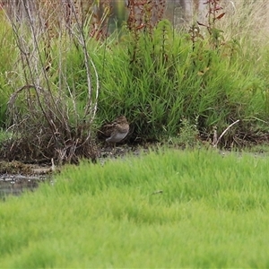 Gallinago hardwickii at Fyshwick, ACT - 2 Jan 2025