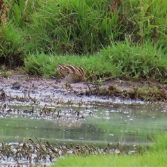 Gallinago hardwickii at Fyshwick, ACT - 2 Jan 2025