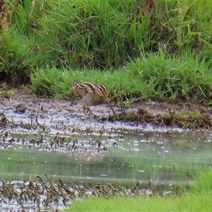 Gallinago hardwickii at Fyshwick, ACT - 2 Jan 2025