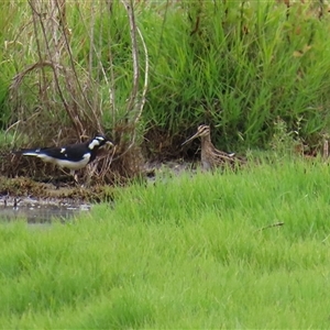 Gallinago hardwickii at Fyshwick, ACT - 2 Jan 2025