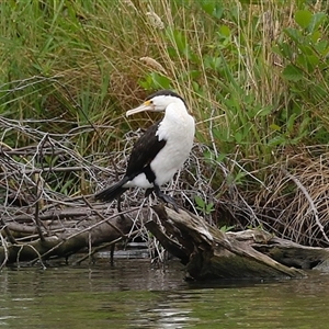 Phalacrocorax varius at Kingston, ACT - 2 Jan 2025