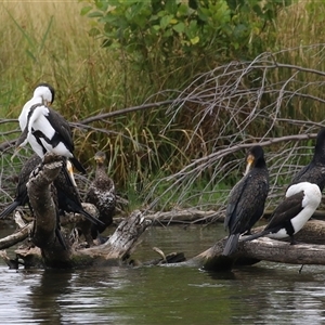 Phalacrocorax varius at Kingston, ACT - 2 Jan 2025 01:43 PM