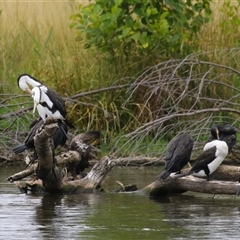 Phalacrocorax varius at Kingston, ACT - 2 Jan 2025 01:43 PM