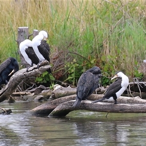 Phalacrocorax varius at Kingston, ACT - 2 Jan 2025