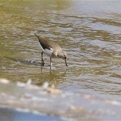 Actitis hypoleucos (Common Sandpiper) at Greenway, ACT - 2 Jan 2025 by RodDeb