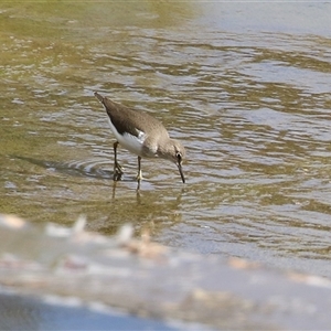 Actitis hypoleucos (Common Sandpiper) at Greenway, ACT by RodDeb