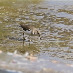 Actitis hypoleucos at Greenway, ACT - 2 Jan 2025