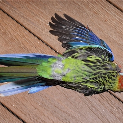 Platycercus eximius (Eastern Rosella) at Throsby, ACT - 28 Dec 2024 by TimL