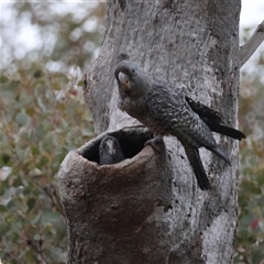 Callocephalon fimbriatum (Gang-gang Cockatoo) at Deakin, ACT - 2 Jan 2025 by LisaH