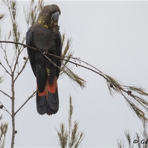 Calyptorhynchus lathami lathami (Glossy Black-Cockatoo) at Hill Top, NSW by GITM3