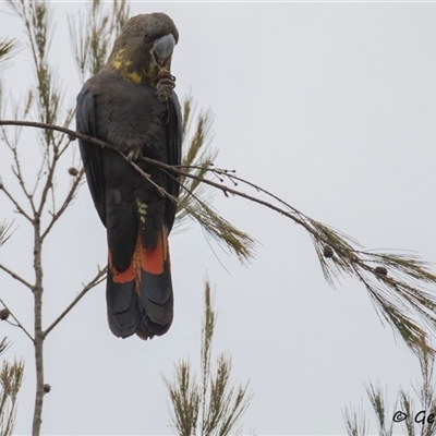 Calyptorhynchus lathami lathami (Glossy Black-Cockatoo) at Hill Top, NSW - 8 Jun 2018 by GITM3