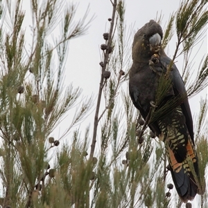 Calyptorhynchus lathami lathami at Hill Top, NSW - suppressed
