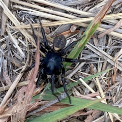 Zodariidae (family) (Ant spider or Spotted ground spider) at Googong, NSW - 3 Jan 2025 by Wandiyali