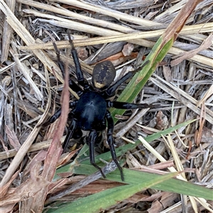 Zodariidae (family) (Unidentified Ant spider or Spotted ground spider) at Googong, NSW by Wandiyali