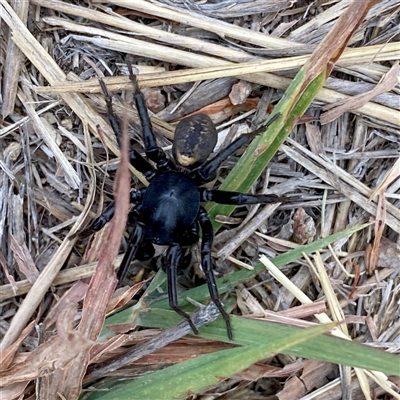 Zodariidae (family) (Unidentified Ant spider or Spotted ground spider) at Googong, NSW - 2 Jan 2025 by Wandiyali