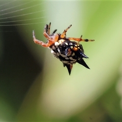 Austracantha minax (Christmas Spider, Jewel Spider) at Bandiana, VIC - 31 Dec 2024 by KylieWaldon