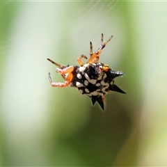 Austracantha minax at Bandiana, VIC - 31 Dec 2024 08:20 AM