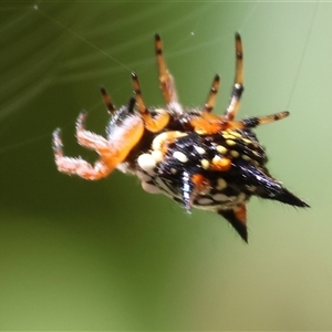 Austracantha minax at Bandiana, VIC - 31 Dec 2024 08:20 AM