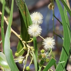 Acacia implexa (Hickory Wattle, Lightwood) at Bandiana, VIC - 30 Dec 2024 by KylieWaldon