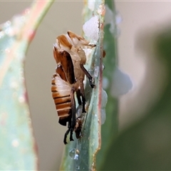 Eurymelinae (subfamily) (Unidentified eurymeline leafhopper) at Bandiana, VIC - 31 Dec 2024 by KylieWaldon