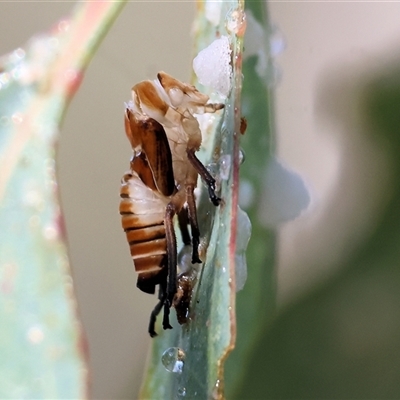 Eurymelinae (subfamily) (Unidentified eurymeline leafhopper) at Bandiana, VIC - 31 Dec 2024 by KylieWaldon