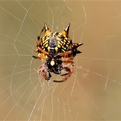 Austracantha minax (Christmas Spider, Jewel Spider) at Bandiana, VIC - 30 Dec 2024 by KylieWaldon