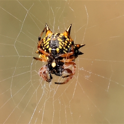 Austracantha minax (Christmas Spider, Jewel Spider) at Bandiana, VIC - 31 Dec 2024 by KylieWaldon