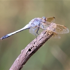 Orthetrum caledonicum (Blue Skimmer) at Bandiana, VIC - 31 Dec 2024 by KylieWaldon