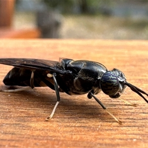 Hermetia illucens at Aranda, ACT - 3 Jan 2025 09:09 AM