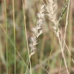 Rytidosperma sp. (Wallaby Grass) at Bandiana, VIC - 31 Dec 2024 by KylieWaldon