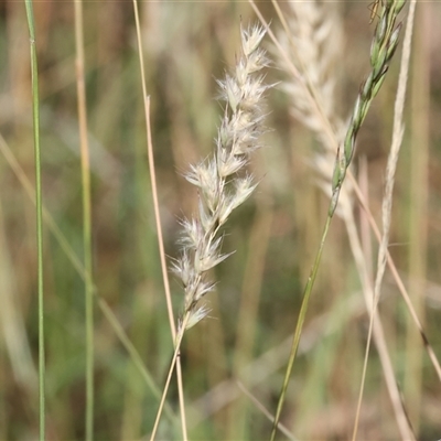 Rytidosperma sp. (Wallaby Grass) at Bandiana, VIC - 30 Dec 2024 by KylieWaldon