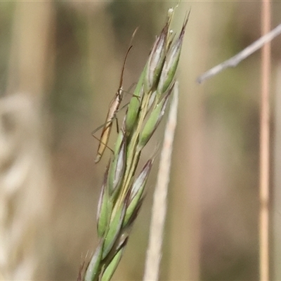 Mutusca brevicornis at Bandiana, VIC - 30 Dec 2024 by KylieWaldon