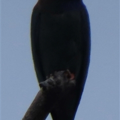 Eurystomus orientalis (Dollarbird) at Hackett, ACT - 2 Jan 2025 by RobParnell