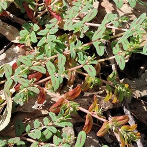 Euphorbia maculata at Bandiana, VIC - 31 Dec 2024